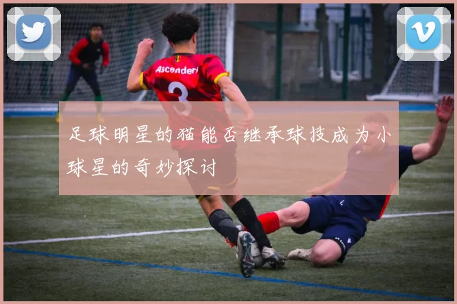 足球明星的猫能否继承球技成为小球星的奇妙探讨